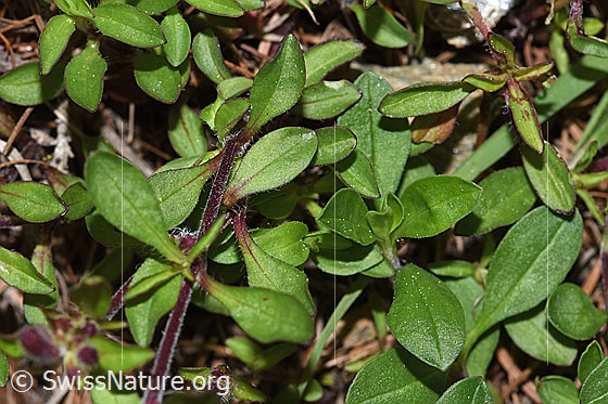 Foto: Rotes Seifenkraut (Saponaria ocymoides). Blätter und Stängel.