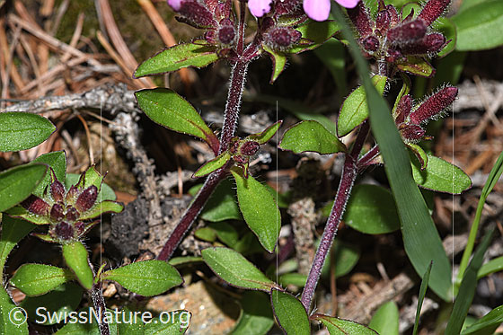 Foto: Rotes Seifenkraut (Saponaria ocymoides). Stängel und Blätter.