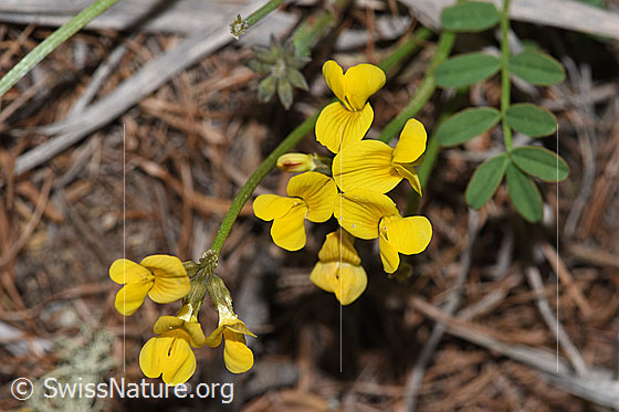 Foto: Schopfiger Hufeisenklee (Hippocrepis comosa). Blüten.
