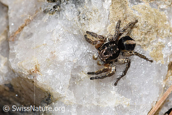 Foto: V-Fleck-Springspinne (Aelurillus v-insignitus). Männchen. Körperlänge: 4 - 5mm. Ansicht von oben.