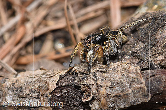 Foto: V-Fleck-Springspinne (Aelurillus v-insignitus). Männchen. Körperlänge: 4 - 5mm. Ansicht von der Seite.