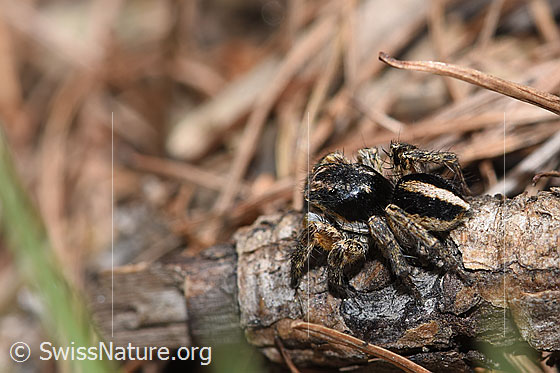 Foto: V-Fleck-Springspinne (Aelurillus v-insignitus). Männchen. Körperlänge: 4 - 5mm. Ansicht von schräg oben.