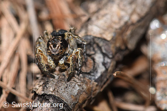 Foto: V-Fleck-Springspinne (Aelurillus v-insignitus). Männchen. Körperlänge: 4 - 5mm.