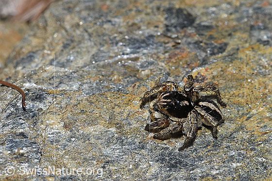 Foto: V-Fleck-Springspinne (Aelurillus v-insignitus). Männchen. Körperlänge: 4 - 5mm. Ansicht von seitlich oben.