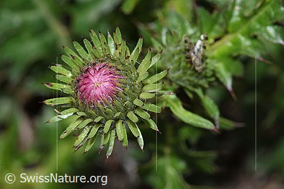 Rätische Berg-Distel (Carduus defloratus ssp. tridentinus)