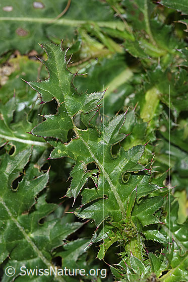 Foto: Wahrscheinlich Rätische Berg-Distel (Carduus defloratus ssp. tridentinus). Blätter.
