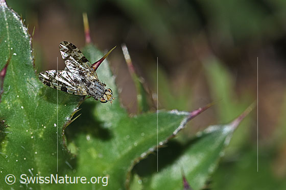 Photo: Bohrfliege. Length 5mm. View from diagonally above.