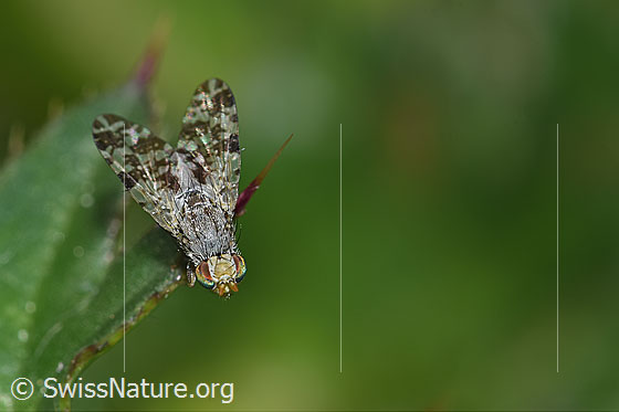 Photo: Bohrfliege. Length 5mm. View from above.