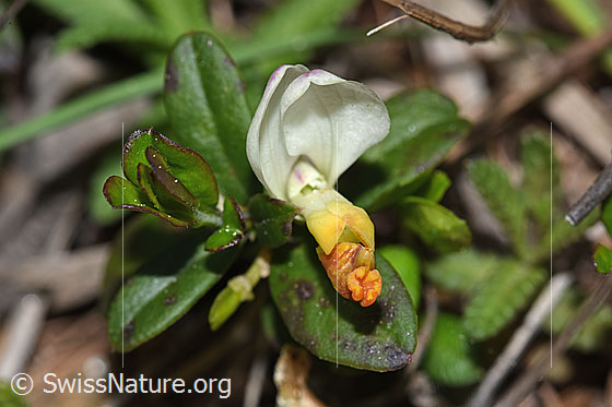 Photo: Polygala Chamaebuxus. Blossom. View from the front.