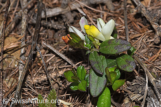 Photo: Polygala Chamaebuxus. Whole plant (habiti).