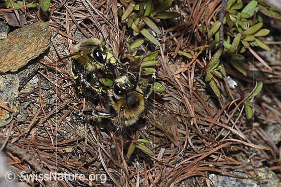 Foto: Gebänderte Pelzbiene (Anthophora aestivalis). Länge 14mm. Zwei Männchen. Wird auch Streifen-Pelzbiene genannt.