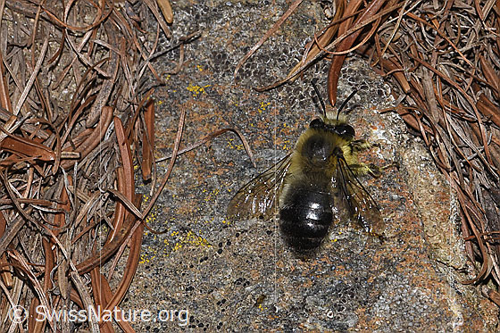 Foto: Gebänderte Pelzbiene (Anthophora aestivalis). Länge 14mm. Männchen. Ansicht von oben.