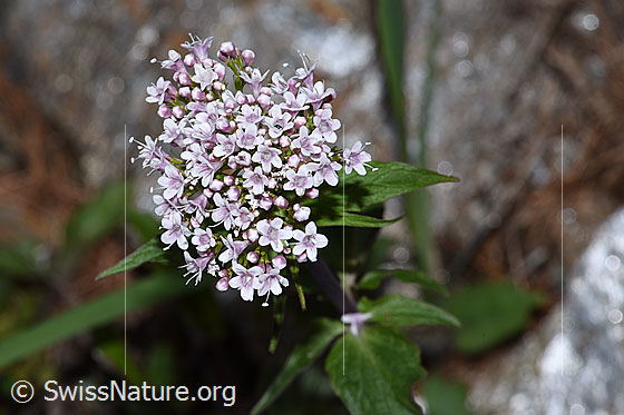 Photo: Valerina tripteris. Inflorescence.