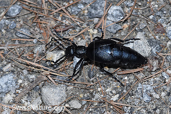 Foto: Wahrscheinlich Violetter Ölkäfer (Meloe violaceus). Länge 30mm. Männchen. Wird auch Violetter Maiwurm genannt. Ansicht von oben.