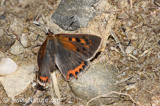 Foto: Kleiner Feuerfalter (Lycaena phlaeas). Flügel halb geöffnet. Ansicht von schräg oben.