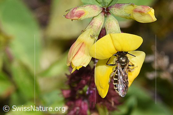 Gewöhnliche Goldfurchenbiene (Halictus tumulorum) auf Gewöhnlichem Hornklee (Lotus corniculatus)