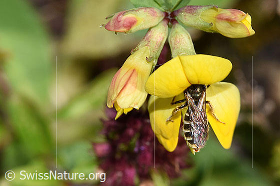 Foto: ewöhnliche Goldfurchenbiene (Halictus tumulorum) auf Gewöhnlichem Hornklee (Lotus corniculatus). Länge 7mm. Weibchen. Ansicht von oben.
