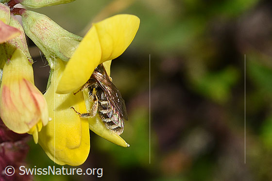 Foto: ewöhnliche Goldfurchenbiene (Halictus tumulorum) auf Gewöhnlichem Hornklee (Lotus corniculatus). Länge 7mm. Weibchen. Ansicht von der Seite.