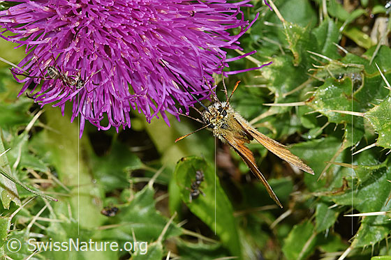 Foto: Braunkolbiger Braundickkopffalter (Thymelicus sylvestris) an Stängelloser Kratzdistel (Cirsium acaule). Flügel geschlossen. Ansicht von vorne.