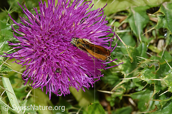 Foto: Braunkolbiger Braundickkopffalter (Thymelicus sylvestris) an Stängelloser Kratzdistel (Cirsium acaule). Flügel geschlossen. Ansicht von oben.