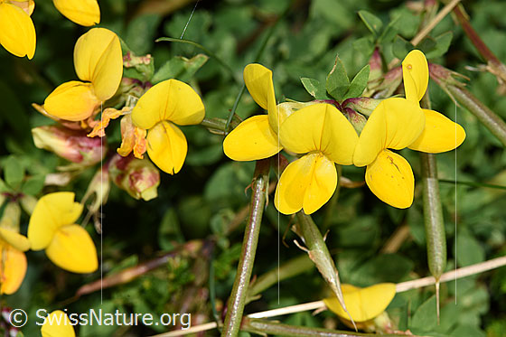 Foto: Gewöhnlicher Hornklee (Lotus corniculatus). Blüten.