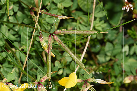 Foto: Gewöhnlicher Hornklee (Lotus corniculatus). Fruchtkapseln.