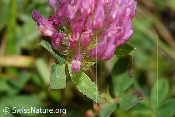 Photo: Trifolium pratense. Blossom and leaves.