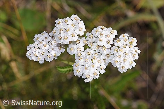 Foto: Gemeine Schafgarbe (Achillea millefolium). Blüten. Ansicht von oben.