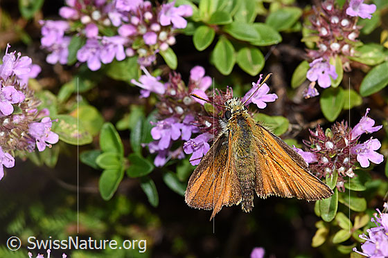 Foto: Braunkolbiger Braundickkopffalter (Thymelicus sylvestris) auf Arznei-Thymian (Thymus pulegioides). Flügel geöffnet. Ansicht von oben.