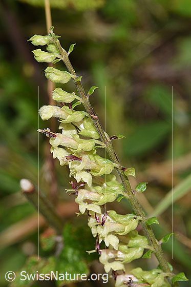 Photo: Teucrium scorodonia. Blossoms. View from the side.