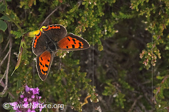 Foto: Kleiner Feuerfalter (Lycaena phlaeas) auf Gewöhnlichem Hornklee (Lotus corniculatus). Flügel geöffnet. Ansicht von oben.