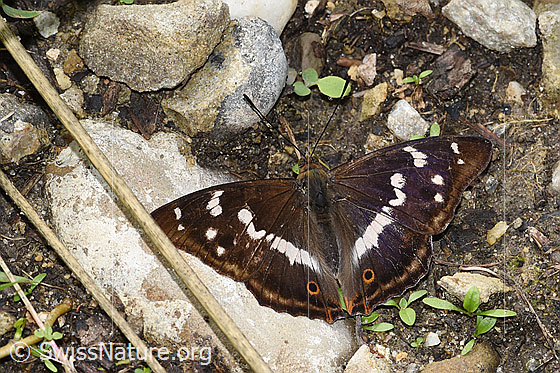 Photo: Apatura iris. Wings open. View from above.