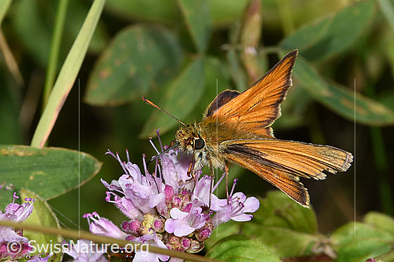 Foto: Braunkolbiger Braundickkopffalter (Thymelicus sylvestris) auf Echter Dost (Origanum vulgare). Flügel halb geöffnet. Ansicht von seitlich vorne.
