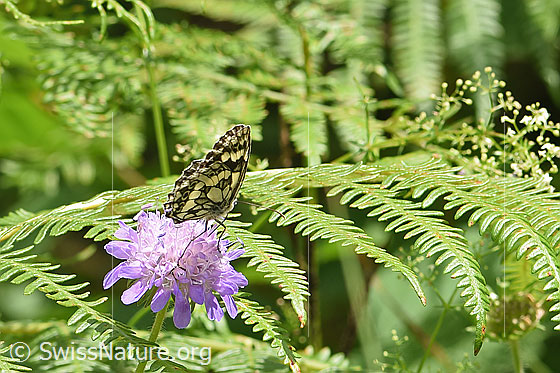 Photo: Melanargia galathea on Knautia dipsacifolia. Wings closed. View diagonally from behind.