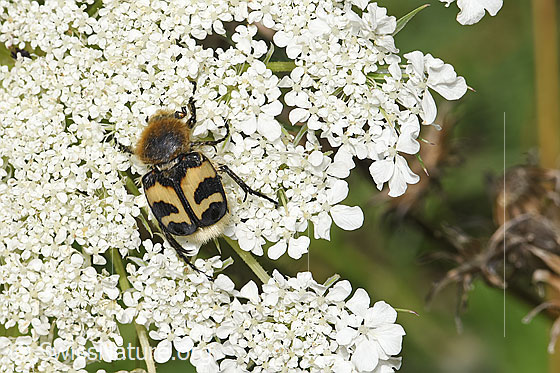 Foto: Gebänderter Pinselkäfer (Trichius fasciatus) auf Wilder Möhre (Daucus carota ssp. carota). Ansicht von oben.