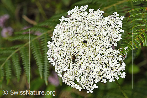Foto: Wilde Möhre (Daucus carota ssp. carota). Blütenstand. Ansicht von oben.