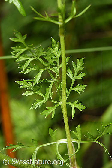 Foto: Wilde Möhre (Daucus carota ssp. carota). Blätter und Stängel.