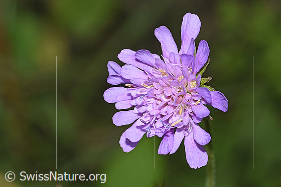 Foto: Wald-Witwenblume (Knautia dipsacifolia). Blüte.