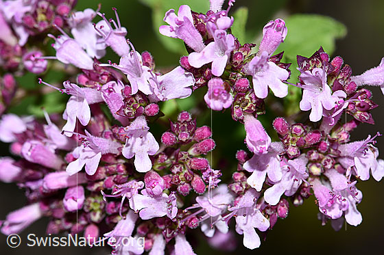 Foto: Echter Dost (Origanum vulgare). Blüten.
