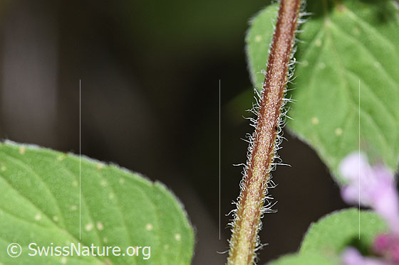 Foto: Echter Dost (Origanum vulgare). Stängel.