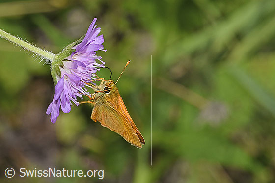 Photo: Ochlodes sylvanus on Knautia dipsacifolia. View from the front.
