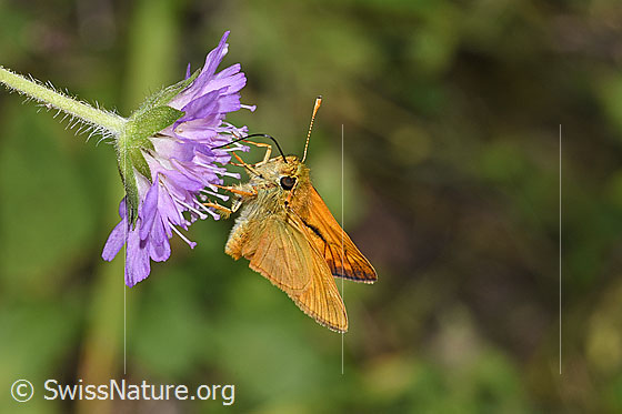 Foto: Rostfarbiger Dickkopffalter (Ochlodes sylvanus) auf Wald-Witwenblume (Knautia dipsacifolia). Ansicht von schräg vorne.