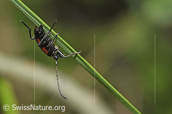 Foto: Kleiner Schmalbock (Stenurella melanura). Weibchen. An Grashalm hängend. Ansicht von der Seite.