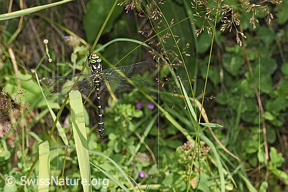 Foto: Gestreifte Quelljungfer (Cordulegaster bidentata). An Grashalm hängend. Aus Distanz erstaunlich gut getarnt.