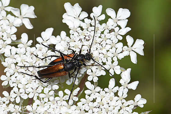 Foto: Kleiner Schmalbock (Stenurella melanura) auf Wilde Möhre (Daucus carota ssp. carota). Paarung. Ansicht von oben.