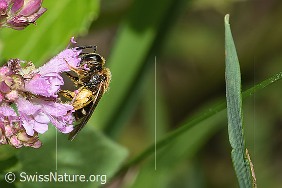 Photo: Probably Lasioglossum leucozonium on Origanum vulgare. Length 8 - 10mm. Female. View from the side.