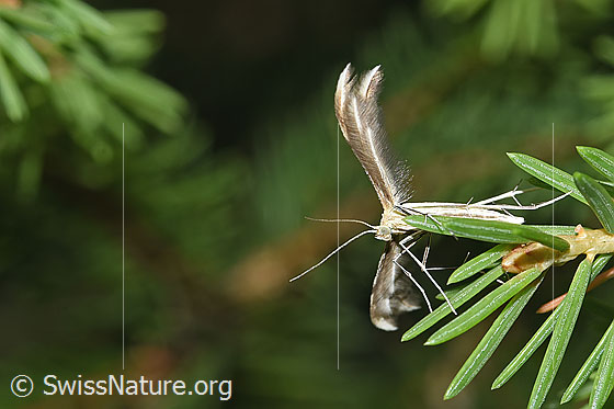 Photo: Probably Merrifieldia leucodactyla. View from below.