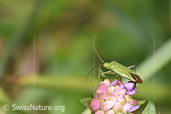 Photo: Calocoris affinis on Knautia dipsacifolia. Length 6.8 - 8.2mm. View from the side.