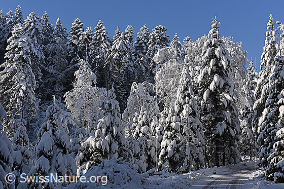 Foto: Tief verschneiter Wald.
