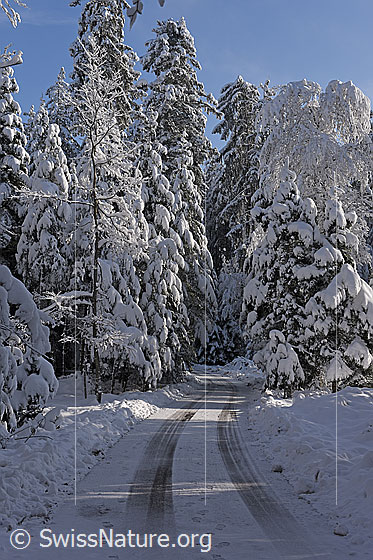 Foto: Fahrweg im Winterwald.